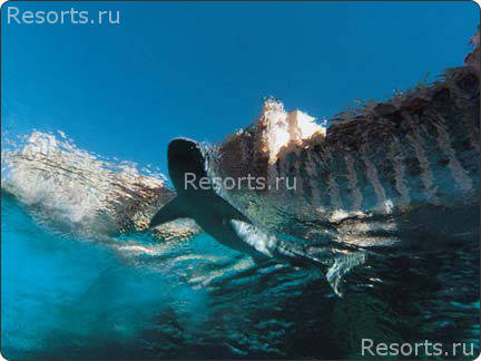 Atlantis Paradise Island Resort 54
